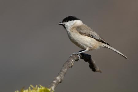 Alcolea de Cinca clausura el calendario de exposiciones itinerantes 2022