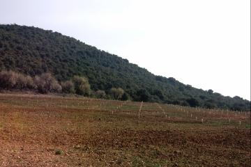 Plantación de trufa negra