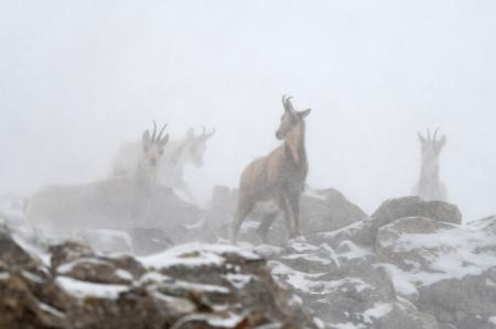 Ya se conocen los ganadores de los premios Félix de Azara 2024