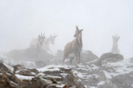 'Fantasmas de la ventisca', de Julio Javier Ara Cajal