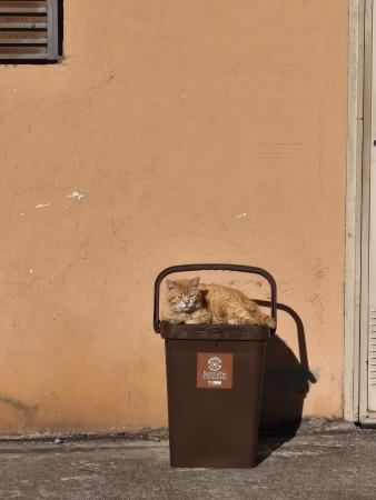 Imagen Sobrarbe impulsa la recogida de materia orgánica en grandes generadores...